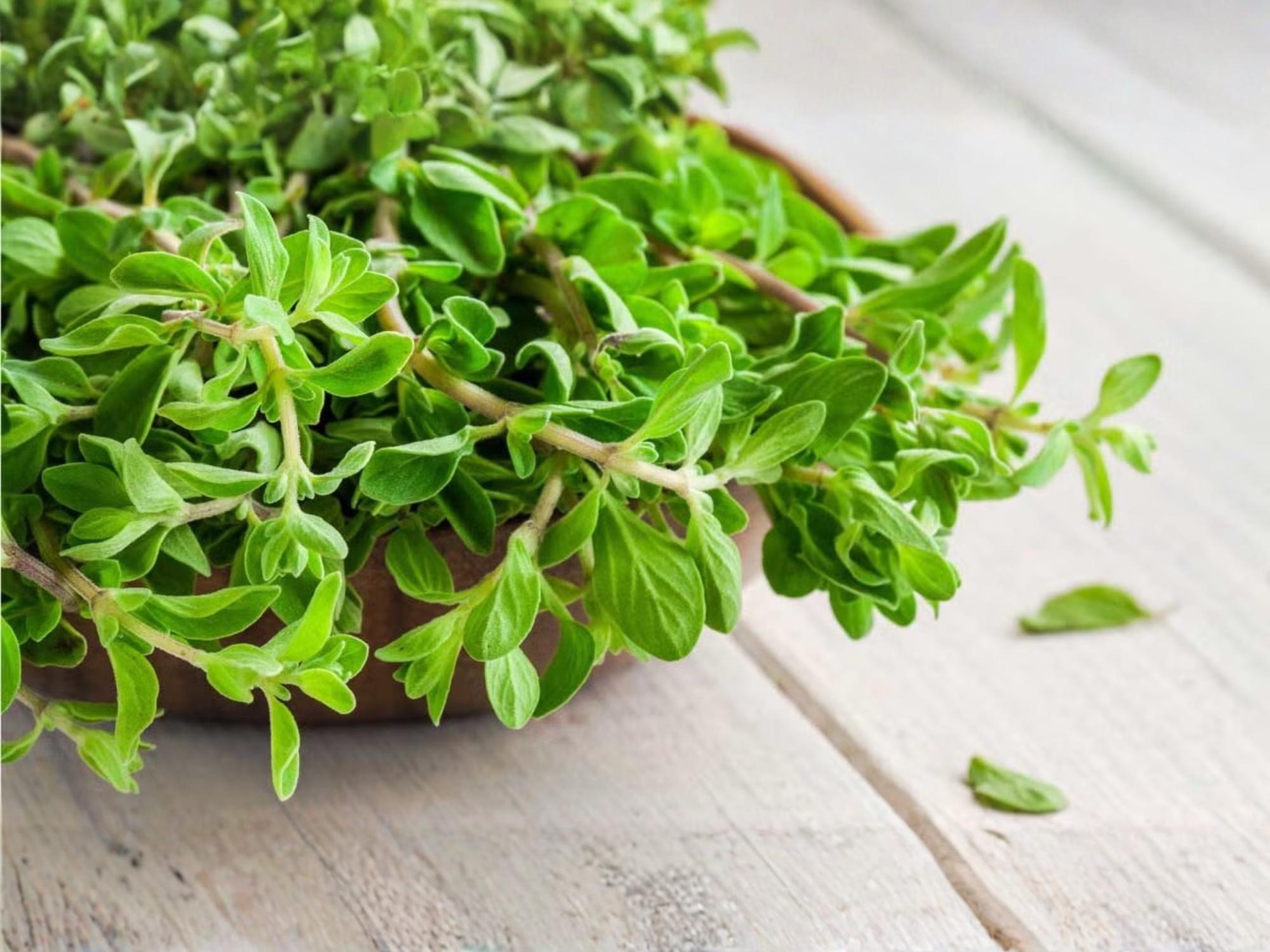 Sweet Marjoram Seeds - Culinary & Medicinal Herb, Origanum majorana, Easy to Grow, 500 Seeds for Herb Gardens & Containers