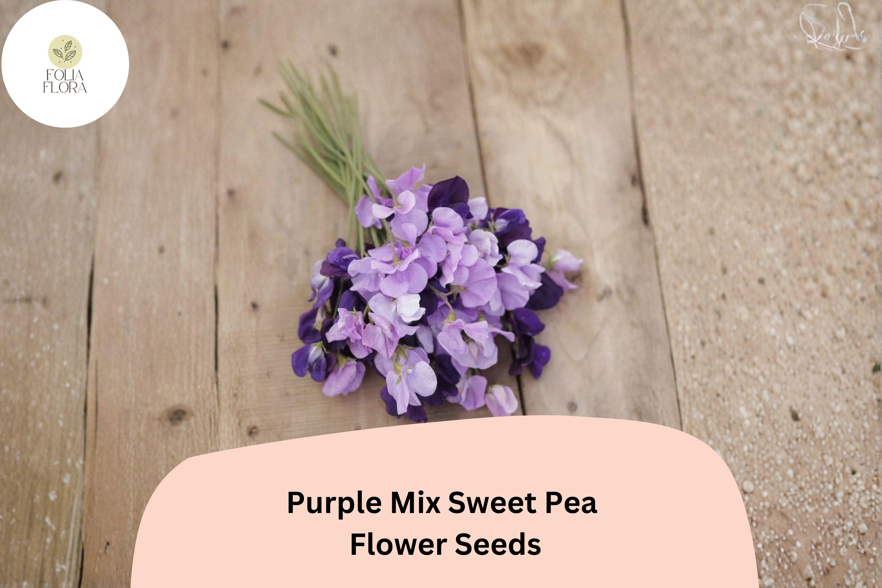 50+ Purple Mix Sweet Pea Seeds, Climbing Flower, Assorted Purple Shades, Lathyrus odoratus, Garden Trellis, Cottage Garden