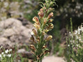 Pedicularis procera Seeds – Wildflower, Alpine & Medicinal Plant, Giant Lousewort, Perennial, 100 Seeds