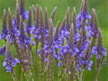 Verbena hastata Seeds – Blue Vervain Native Wildflower Pollinator Plant, Perennial, 100 Seeds