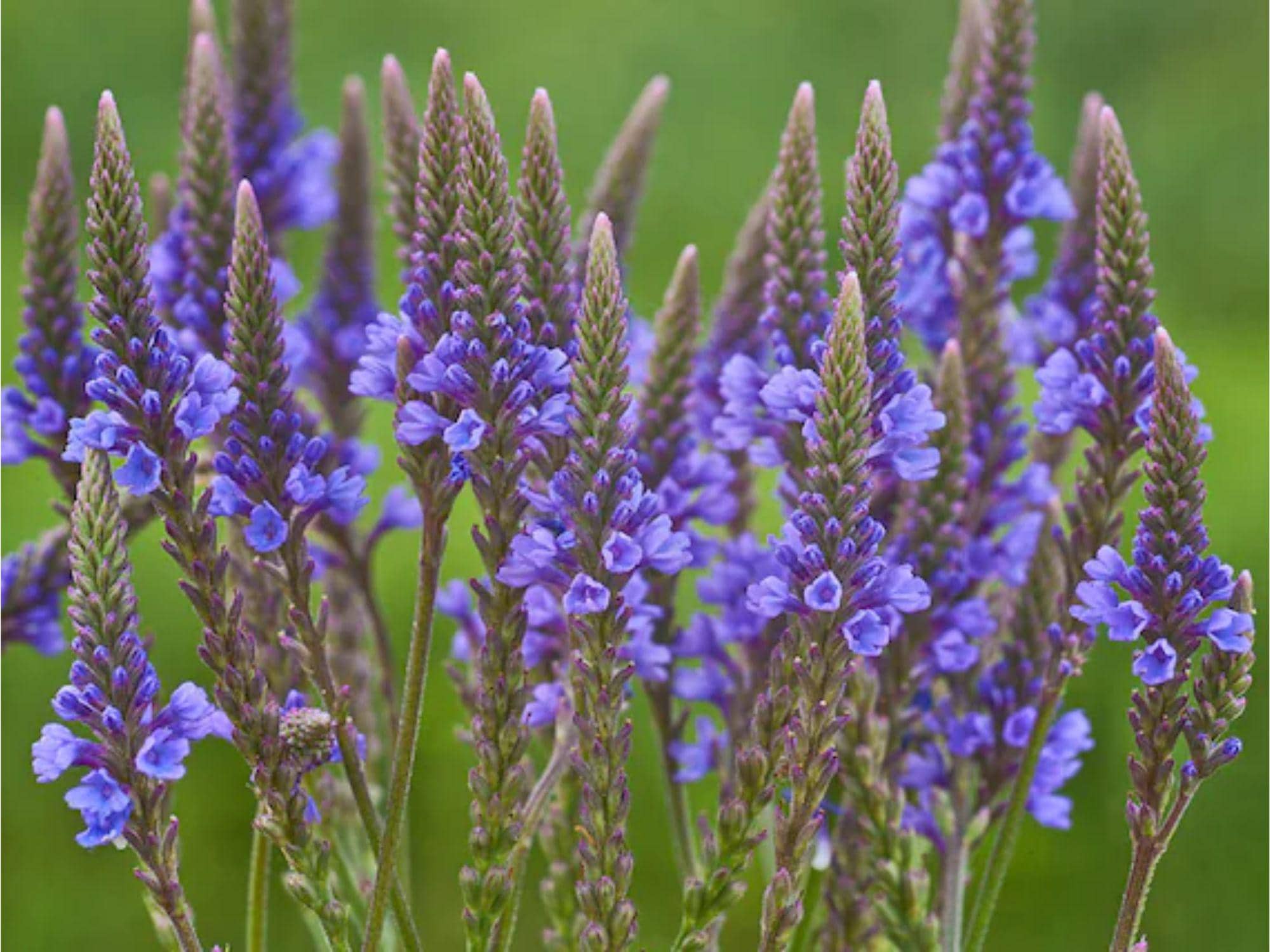 Verbena hastata Seeds – Blue Vervain Native Wildflower Pollinator Plant, Perennial, 100 Seeds