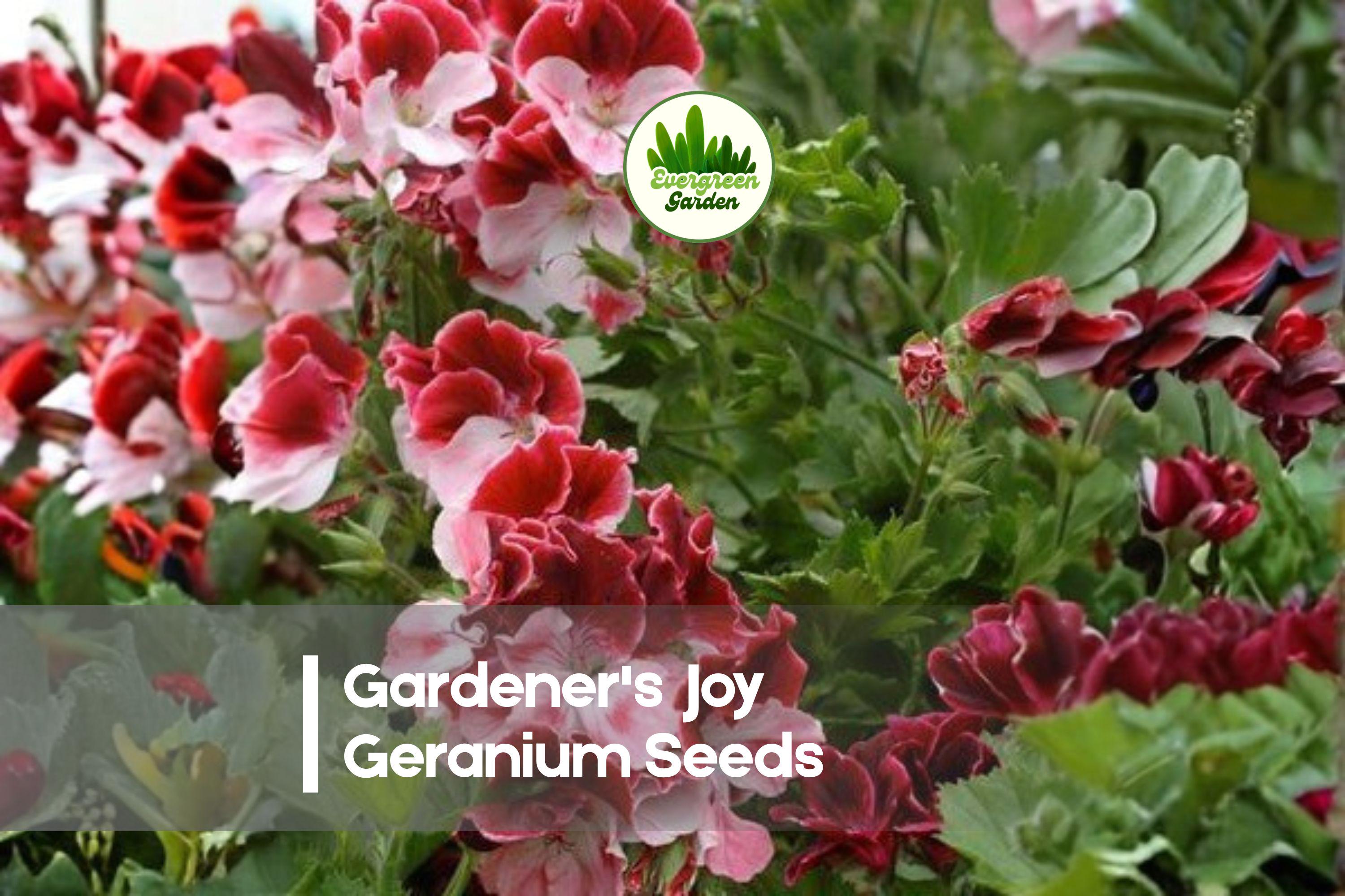25+ Gardener's Joy Geranium Seeds | Bright Pink & Red Blooms | Pelargonium spp. | Flowering Annual/Perennial Seeds