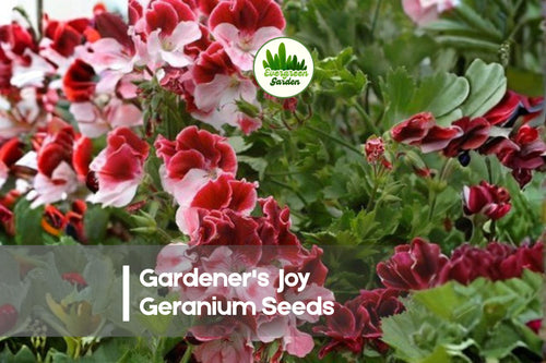 25+ Gardener's Joy Geranium Seeds | Bright Pink & Red Blooms | Pelargonium spp. | Flowering Annual/Perennial Seeds