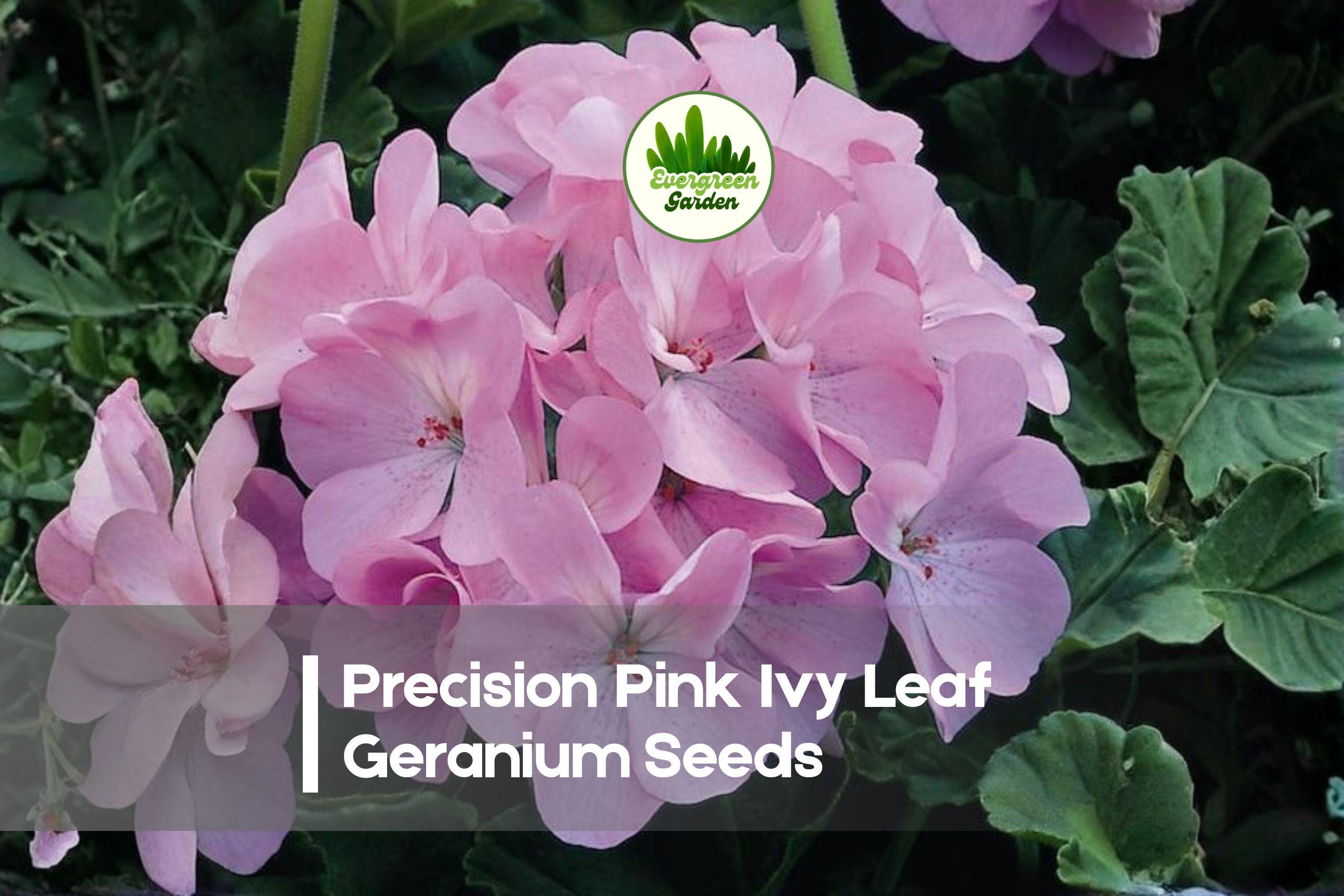 25+ Precision Pink Ivy Leaf Geranium Seeds | Trailing Pink Blooms | Pelargonium peltatum | Hanging Baskets & Containers