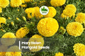 Mary Helen Marigold Seeds, Flowering Annual, Bright Golden Yellow & Orange, Tagetes spp.