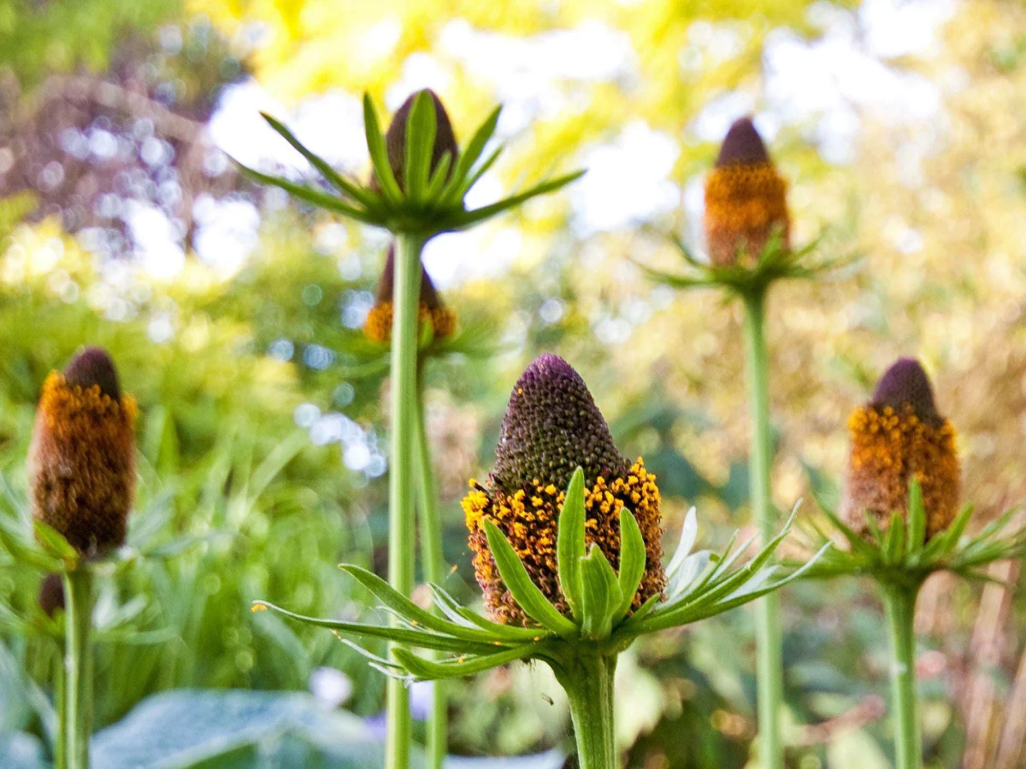 Rudbeckia occidentalis Seeds – Western Coneflower Native Wildflower, Perennial, 75 Seeds