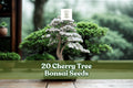 Cherry Tree Bonsai Seeds – Ornamental Prunus spp. for Bonsai, Container, Garden Planting, 20 Seeds