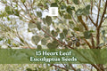 15 Heart Leaf Eucalyptus Seeds Eucalyptus websteriana Ornamental Tree for Landscaping and Foliage