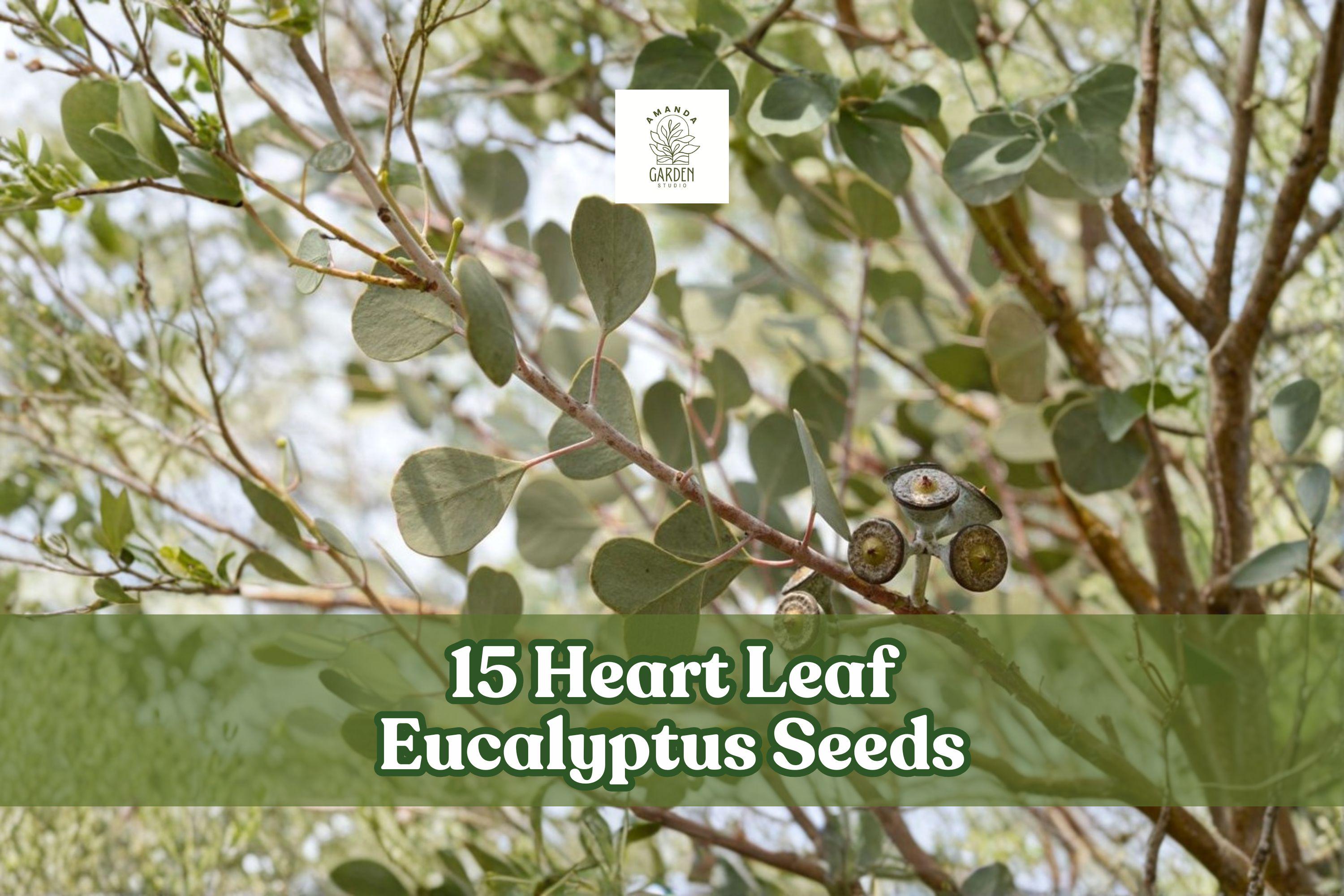 15 Heart Leaf Eucalyptus Seeds Eucalyptus websteriana Ornamental Tree for Landscaping and Foliage