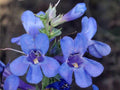 Penstemon Acuminatus Seeds – Sand Penstemon Wildflower Flower Seeds for Garden & Landscape, Blue to Purple Blooms, 50 Seeds