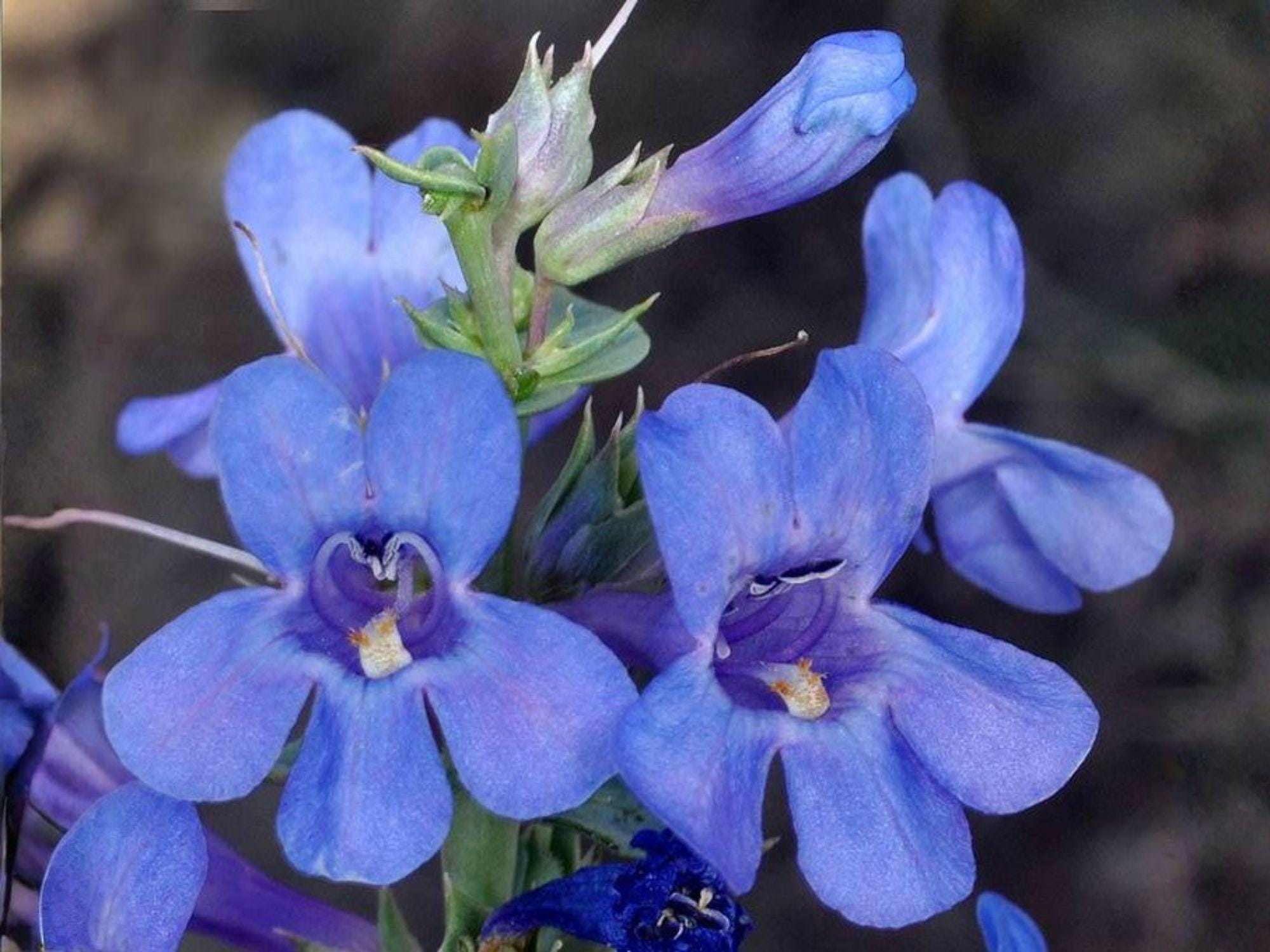 Penstemon Acuminatus Seeds – Sand Penstemon Wildflower Flower Seeds for Garden & Landscape, Blue to Purple Blooms, 50 Seeds
