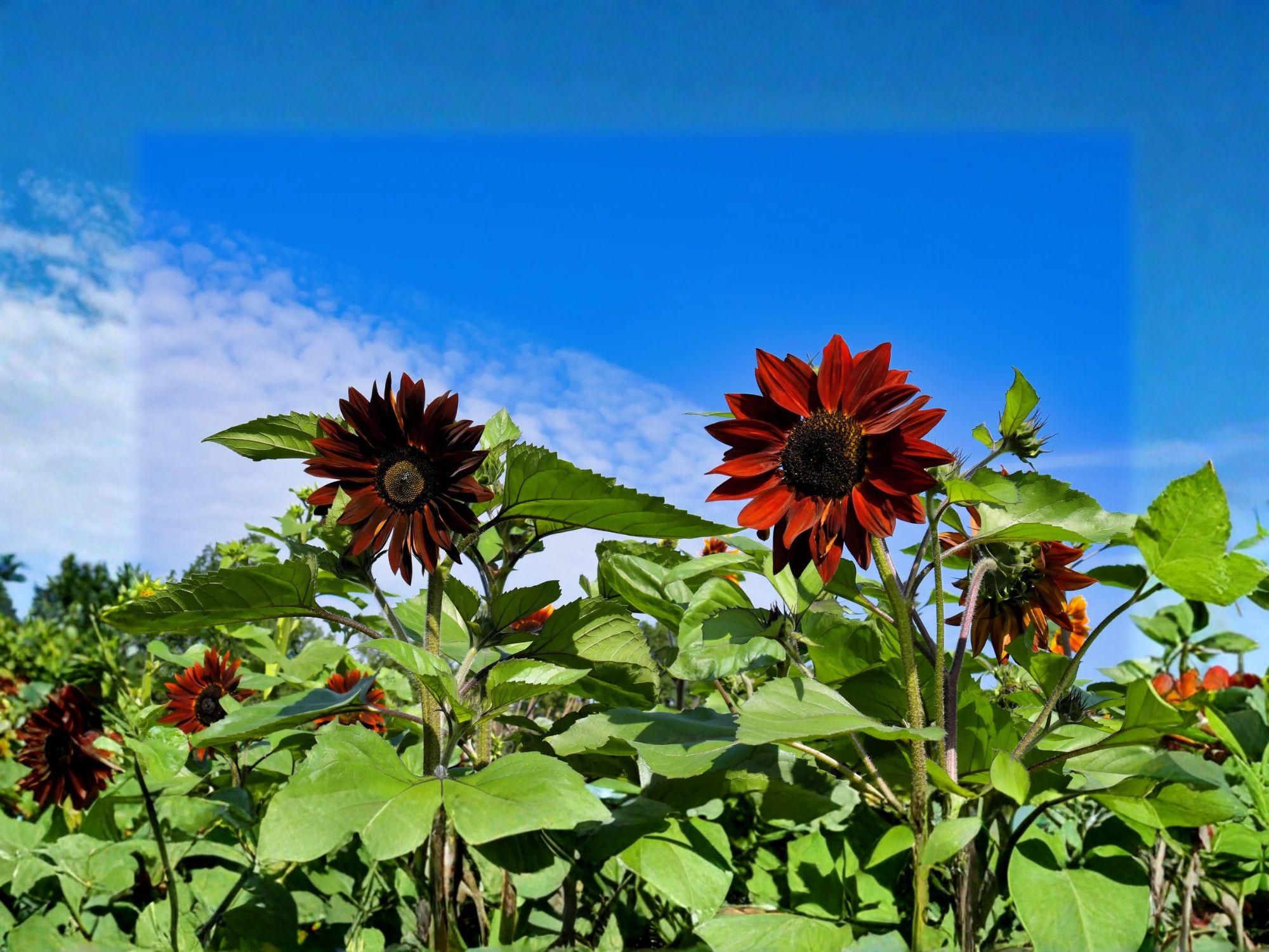Velvet Queen Sunflower Seeds – 15 Pack, Deep Red Burgundy Flowers, Helianthus annuus, Garden & Container Planting