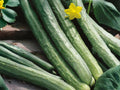 Chinese Snake Cucumber Seeds – Long Curved Green Vegetable, Vining Annual Cucumis sativus