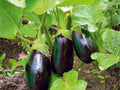 Black Beauty Eggplant Seeds – Vegetable Plant for Home Garden, Deep Purple Fruit, Annual, 100 Seeds