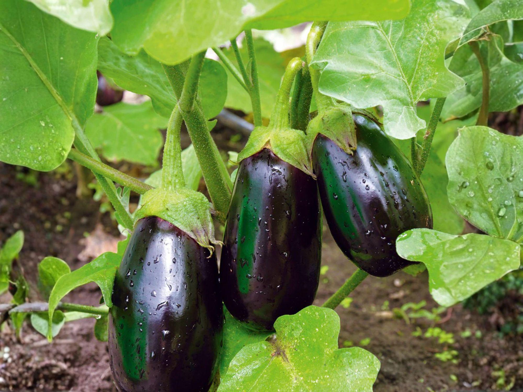 Black Beauty Eggplant Seeds – Vegetable Plant for Home Garden, Deep Purple Fruit, Annual, 100 Seeds