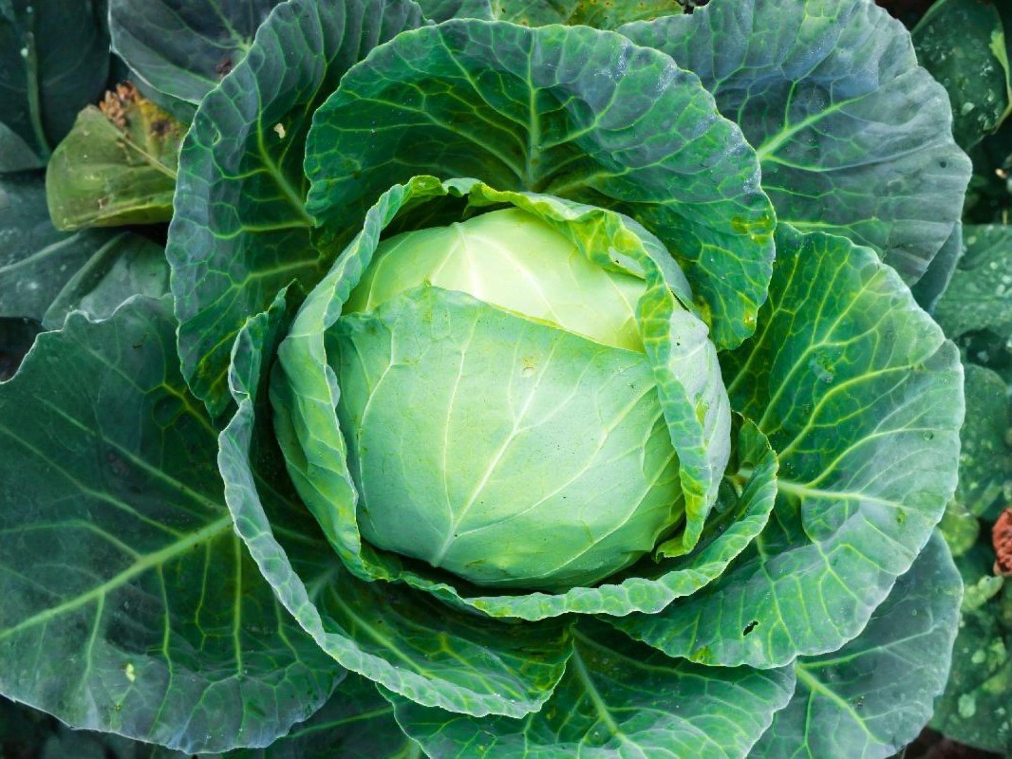Danish Ballhead Cabbage Seeds – Heirloom, Cold Hardy, Storage-Friendly, Open-Pollinated, Vegetable Seeds