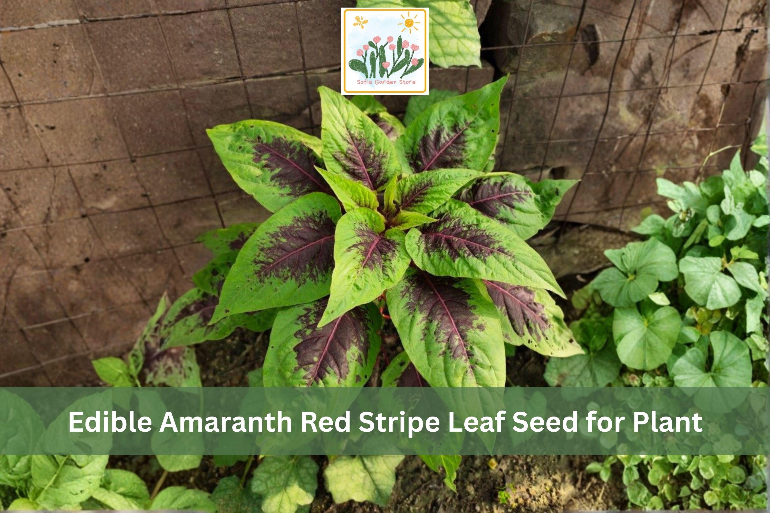 Red Stripe Leaf Amaranth Seeds | Edible Red Beauty Tricolor | Ornamental & Vegetable | Amaranthus tricolor