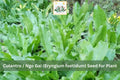 100 Culantro Seeds Ngo Gai Recao Herb Eryngium foetidum for Culinary Use, Vietnamese, Caribbean, Thai Cooking