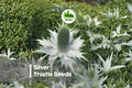 Silver Thistle Seeds - 200+ Carlina acaulis Ornamental Perennial for Rock Gardens, Borders, Drought-Tolerant, Silver Foliage, Sculptural Blooms