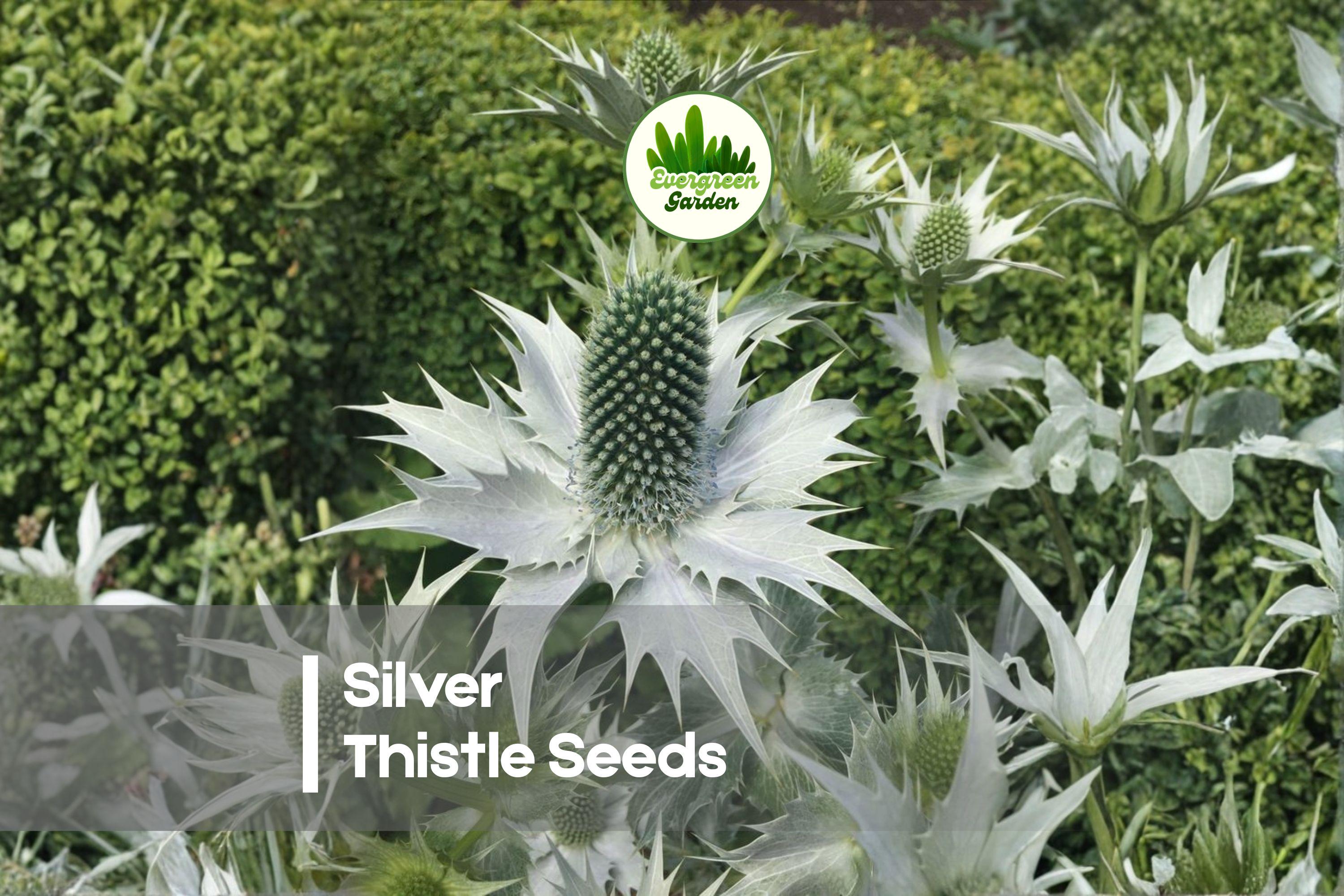 Silver Thistle Seeds - 200+ Carlina acaulis Ornamental Perennial for Rock Gardens, Borders, Drought-Tolerant, Silver Foliage, Sculptural Blooms
