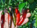 Serrano Tampiqueño Pepper Seeds – Heirloom Hot Chili, 25 Seeds – Vegetable Seed for Salsas & Cooking