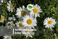 200+ White Marguerite Daisy Seeds, Argyranthemum frutescens, Perennial, White Flowers, Pollinator-Friendly, Easy to Grow