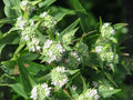 Mountain Mint Herb Seeds – Native Perennial, Aromatic, Pollinator-Friendly, 300 Seeds, Mentha canadensis