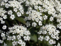 Anise Herb Seeds – Aromatic Licorice Flavor, Culinary & Medicinal Herb, 100 Seeds, Easy to Grow, Anise (Pimpinella anisum)