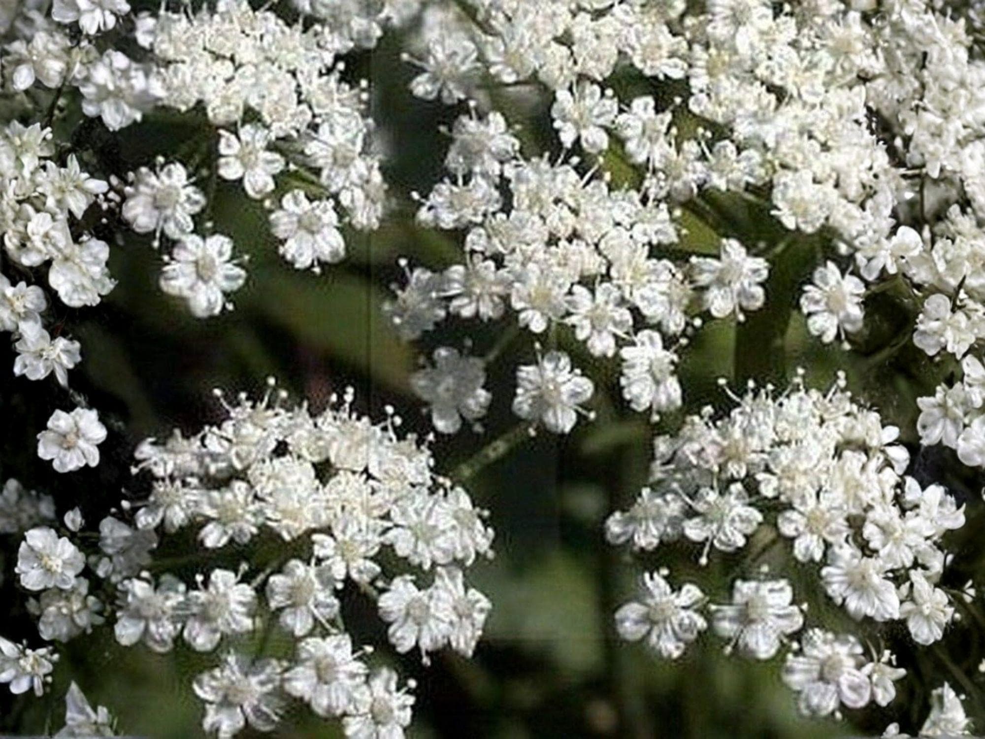Anise Herb Seeds – Aromatic Licorice Flavor, Culinary & Medicinal Herb, 100 Seeds, Easy to Grow, Anise (Pimpinella anisum)