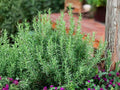 Rosemary Herb Seeds, Aromatic Culinary Perennial, 50 Seeds, Evergreen Herb for Cooking and Herb Gardens