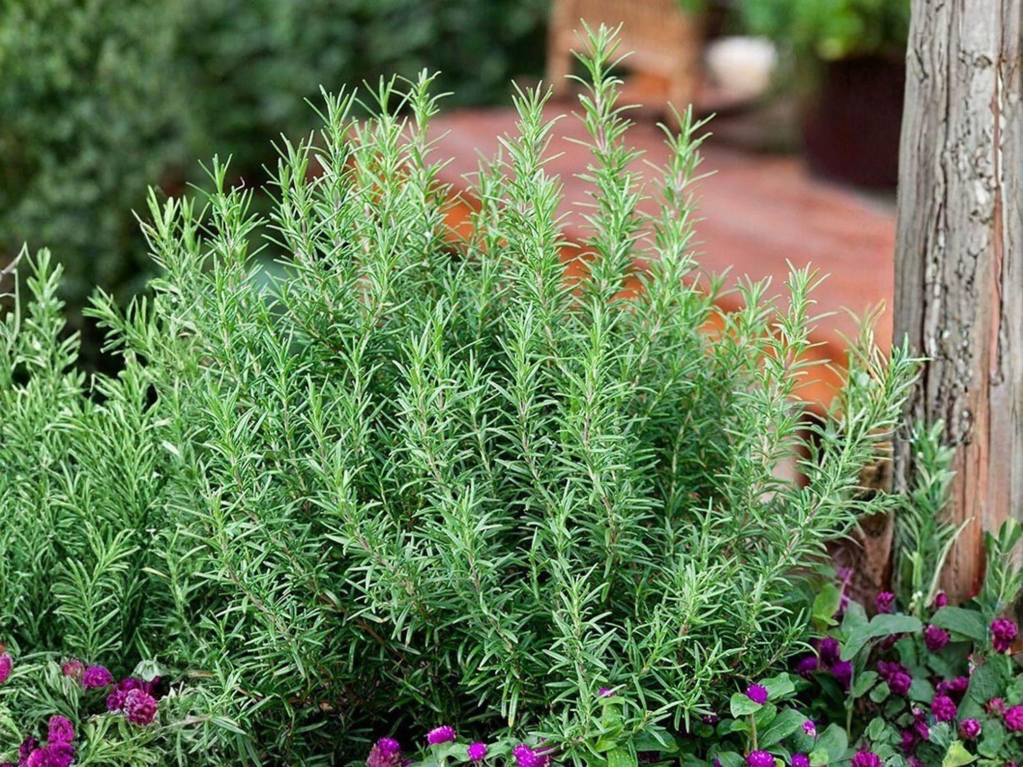 Rosemary Herb Seeds, Aromatic Culinary Perennial, 50 Seeds, Evergreen Herb for Cooking and Herb Gardens