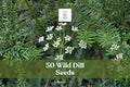 Wild Dill Seeds 50 Perideridia americana Native Perennial Herbaceous Plant for Native Gardens