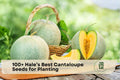 Hale’s Best Cantaloupe Seeds - Heirloom Melon Variety for Home Gardens - Cucumis melo