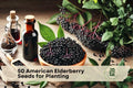 American Elderberry Seeds for Planting - Sambucus canadensis Native Shrub, Fruitful Perennial, White Flowers, Dark Purple Berries