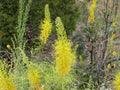 Prince’s Plume Seeds – Native Western Wildflower, Drought Tolerant, Bright Yellow Flowers, Stanleya pinnata, 40 Seeds