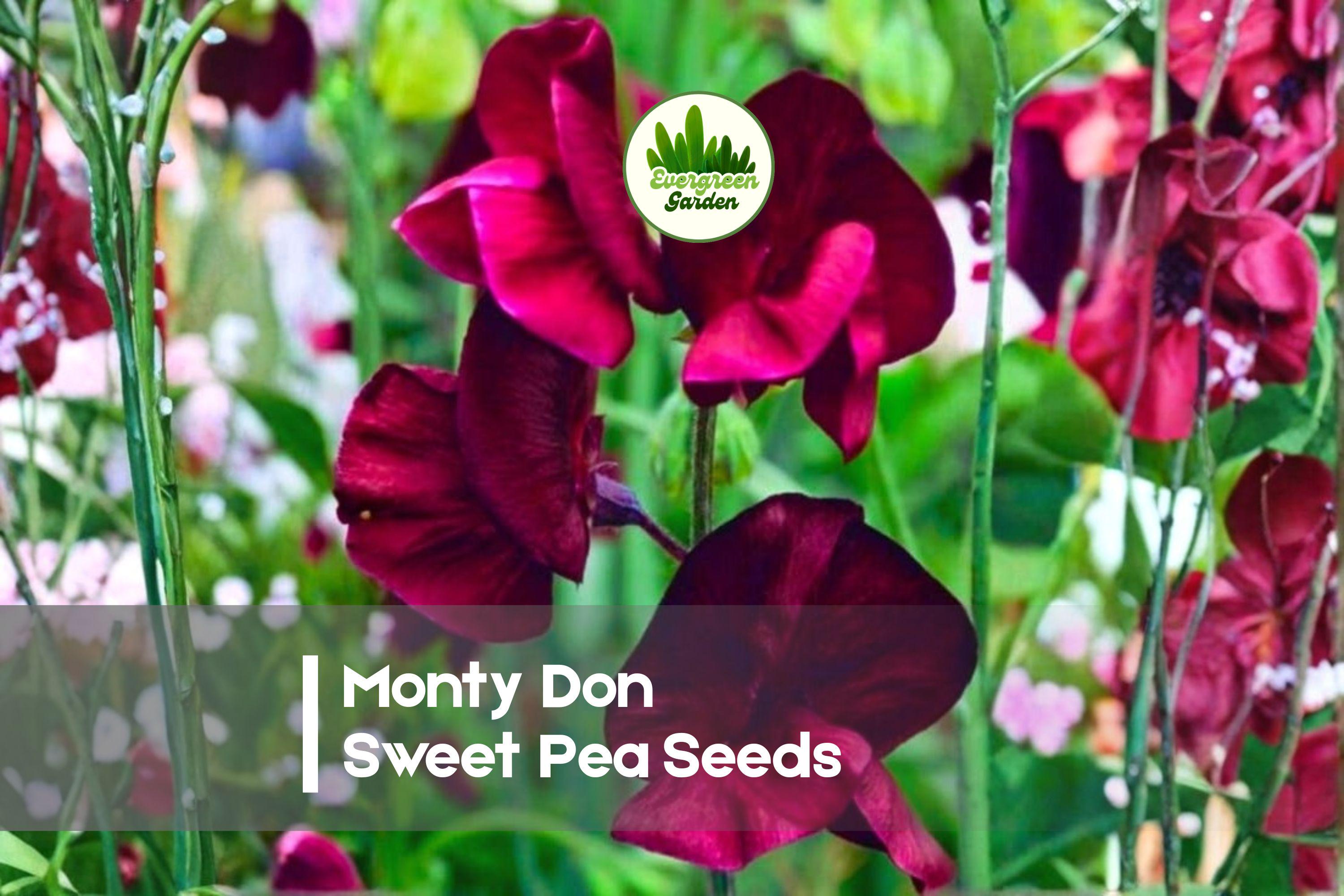 50+ Monty Don Sweet Pea Seeds, Fragrant Climbing Flower, Pastel Mix, Lathyrus odoratus, Annual Garden Seeds