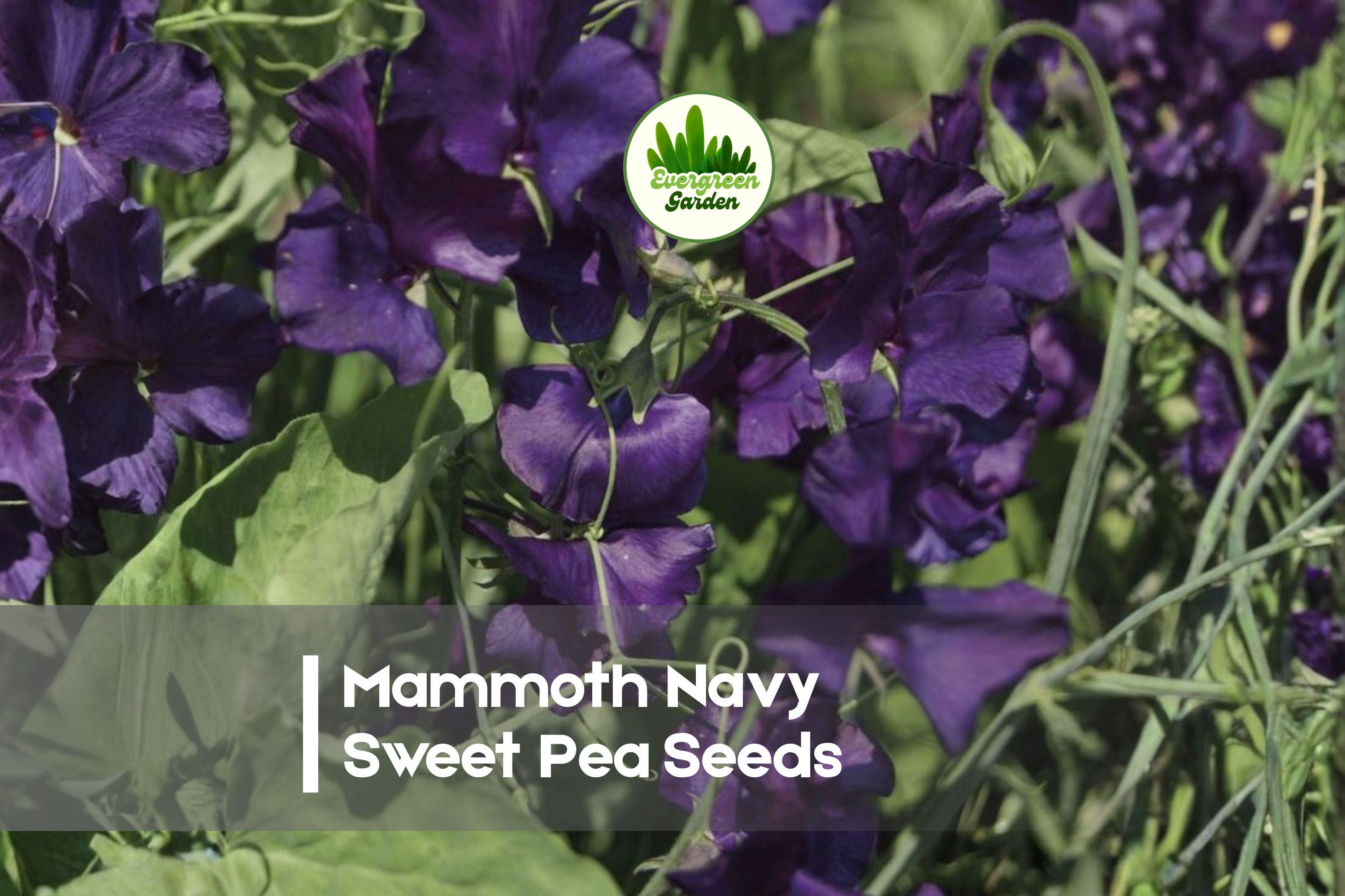 Mammoth Navy Sweet Pea Seeds – Deep Blue Flowering Climbing Vine, Lathyrus odoratus, 50+ Seeds for Trellises & Cut Flowers