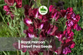 Royal Maroon Sweet Pea Seeds, Climbing Vine, Deep Maroon Blooms, Lathyrus odoratus, Heirloom Flower Seeds