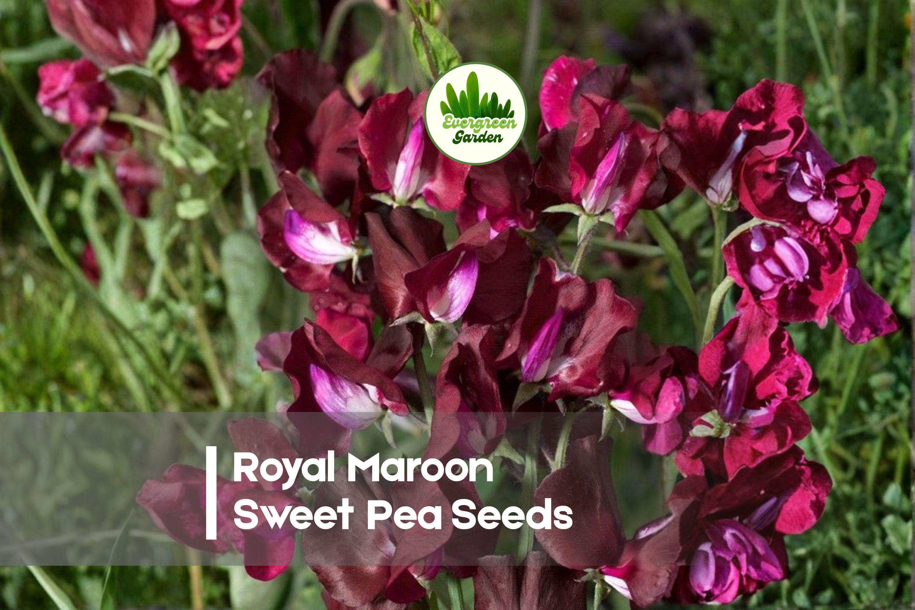 Royal Maroon Sweet Pea Seeds, Climbing Vine, Deep Maroon Blooms, Lathyrus odoratus, Heirloom Flower Seeds