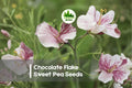 Chocolate Flake Sweet Pea Seeds - Climbing Annual with Marbled Chocolate, Cream & Burgundy Blooms | Lathyrus odoratus