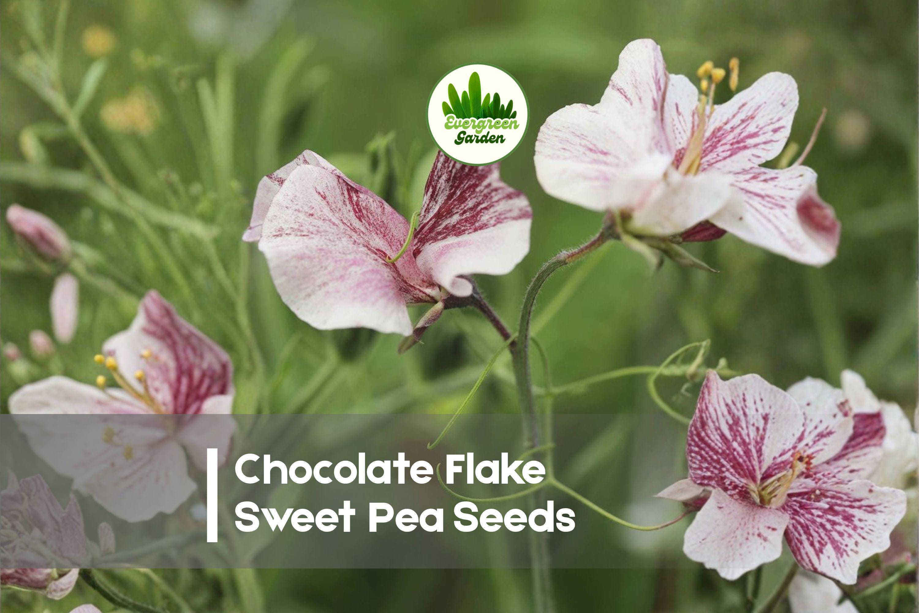 Chocolate Flake Sweet Pea Seeds - Climbing Annual with Marbled Chocolate, Cream & Burgundy Blooms | Lathyrus odoratus