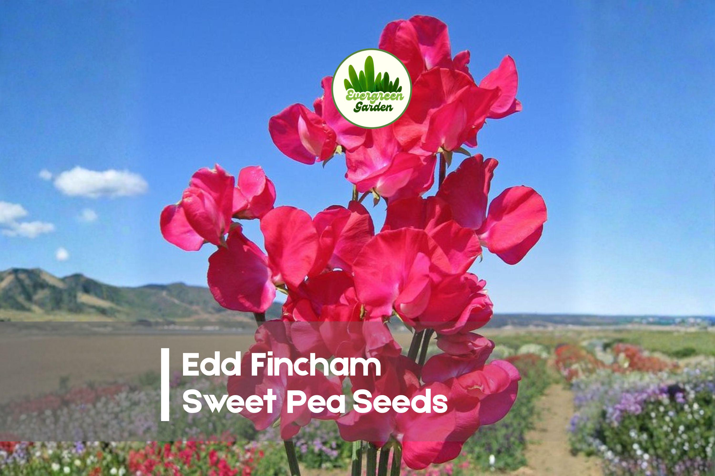 Edd Fincham Sweet Pea Seeds – 50+ Premium Lathyrus odoratus Climbing Flowering Annual for Trellises & Cut Flowers