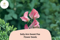 50+ Sally Ann Sweet Pea Seeds | Pink and Cream Bicolor Climbing Flower Seeds | Lathyrus odoratus ‘Sally Ann’