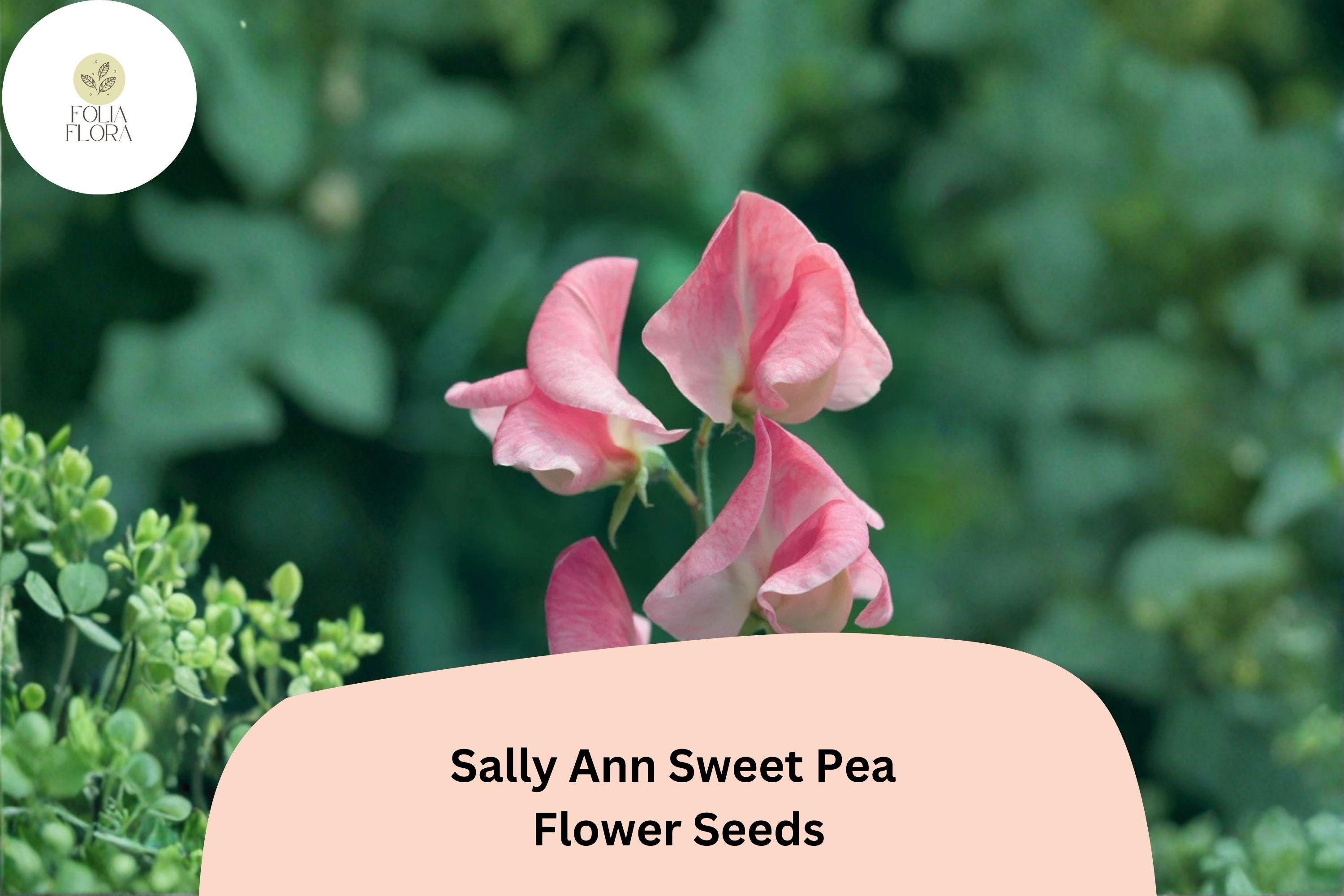 50+ Sally Ann Sweet Pea Seeds | Pink and Cream Bicolor Climbing Flower Seeds | Lathyrus odoratus ‘Sally Ann’