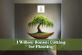 Willow Bonsai Cutting - Unrooted Salix spp. Ornamental Tree for Propagation and Bonsai Projects