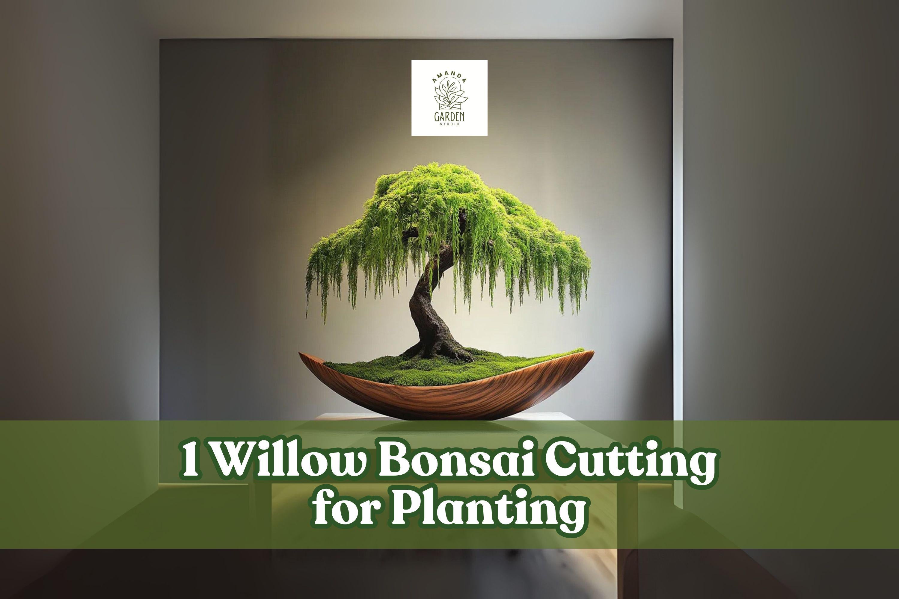 Willow Bonsai Cutting - Unrooted Salix spp. Ornamental Tree for Propagation and Bonsai Projects