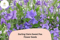 50+ Darling Claire Sweet Pea Seeds | Purple Climbing Flower Seeds for Trellis & Garden | Lathyrus odoratus