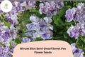 50+ Minuet Blue Semi-Dwarf Sweet Pea Seeds | Compact Blue Climbing Flowers for Garden, Trellis & Containers | Lathyrus odoratus
