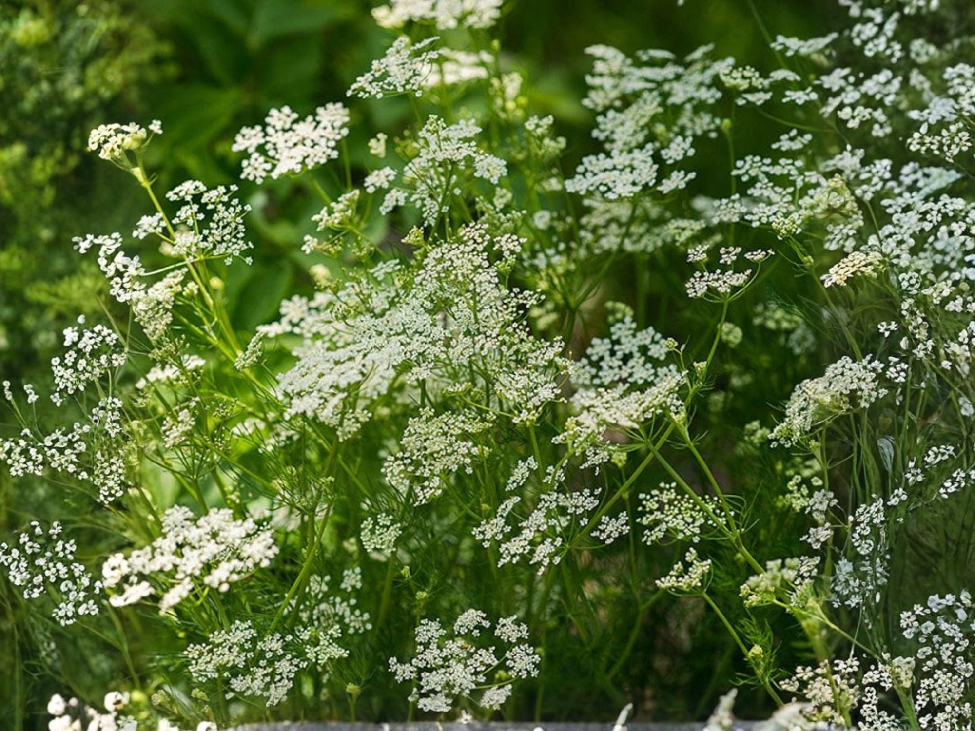 Caraway Herb Seeds – 300 Non-GMO Culinary & Medicinal Biennial Herb for Garden, Container, and Herb Garden