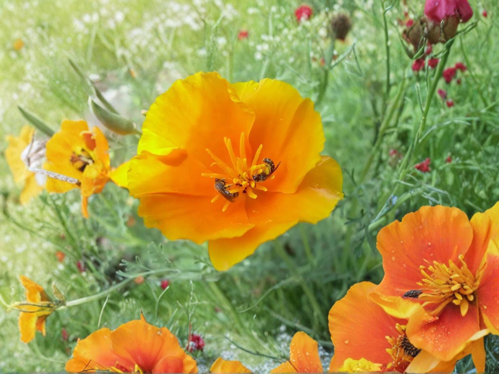 California Poppy Seeds – Bright Orange Wildflower – Drought Tolerant – Eschscholzia californica – 50 Seeds
